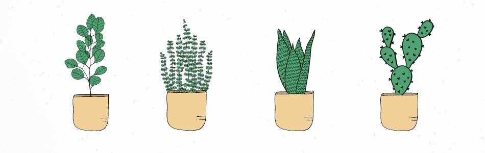 growing a plant